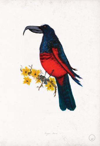 Pesquet's Parrot - artist signed print